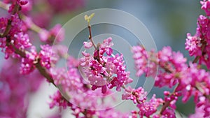 Pink Flowers Of Cercis Siliquastrum. Branches Cercis Siliquastrum Or Juda Tree With Lush Pink Flowers. Close up. photo
