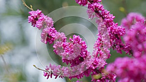 Pink Flowers Of Cercis Siliquastrum. Branches Cercis Siliquastrum Or Juda Tree With Lush Pink Flowers. Close up. photo