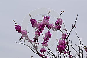 Pink flowers of Cercis siliquastrum, close-up.