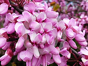 Pink flowers Cercis siliquastrum. Macro.