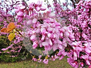 Pink flowers Cercis siliquastrum. Macro.