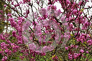 pink flowers Cercis siliquastrum in the park.