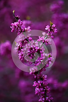 Pink flowers of cercis at sunset