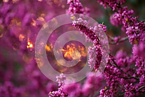 Pink flowers of cercis at sunset