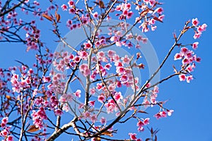 Pink flowers cherry blossom or sakura flower with with blue sky