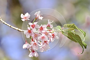 Pink flowers, cherry blossoms at Doi Pha Hee