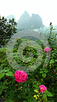 Pink flowers with China mountain landscape