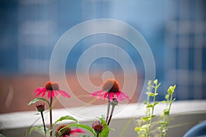 Pink flowers in a city garden