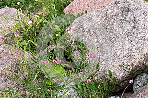 Pink flowers in the cliff, blooming plants among the rocks