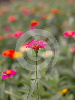 Pink flowers, close-up, outstanding, bright