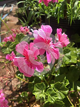 Pink flowers photo