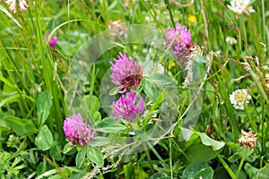 Pink flowers of clover