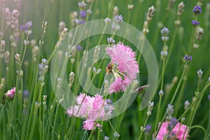 Pink flowers cloves amid lavender in garden