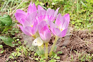 Pink flowers of colchicum autumnale
