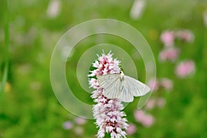 Pink flowers of common bistort, against the background of green grass in spring, summer. A Butterfly on a flower