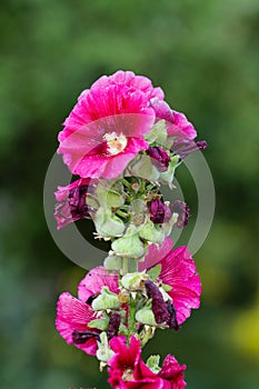 Pink flowers of Common Hollyhock