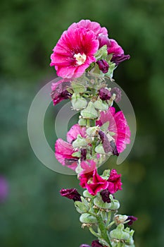 Pink flowers of Common Hollyhock