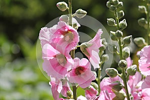 Pink flowers of common hollyhock Alcea rosea plant close-up in garden