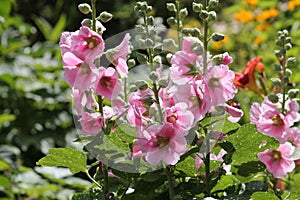 Pink flowers of common hollyhock Alcea rosea plant close-up in garden