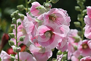 Pink flowers of common hollyhock Alcea rosea plant close-up in garden