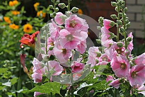 Pink flowers of common hollyhock Alcea rosea plant close-up in garden