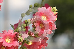 Pink flowers of common hollyhock Alcea rosea plant close-up in garden