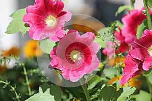 Pink flowers of common hollyhock Alcea rosea plant close-up in garden