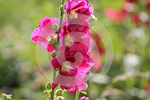 Pink flowers of common hollyhock Alcea rosea plant close-up in garden