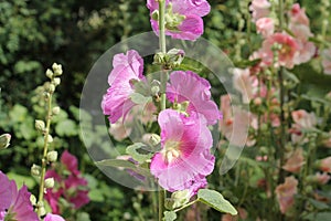 Pink flowers of common hollyhock Alcea rosea plant close-up in garden