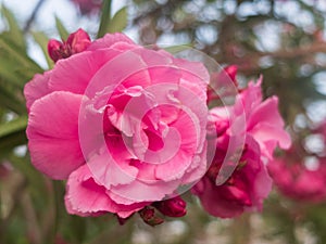 Pink flowers of common peonys. Paeonia officinalis photo