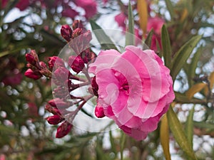 Pink flowers of common peonys. Paeonia officinalis photo