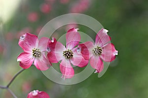 Pink flowers of Cornus florida forma rubra