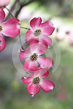Pink flowers of Cornus florida forma rubra photo