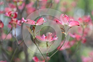 Pink flowers of Cornus florida forma rubra photo