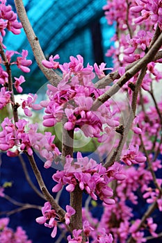 Pink Flowers Covering the Branches of a Redbud Tree