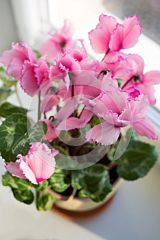 Pink flowers of cyclamen in plastic pot on table photo