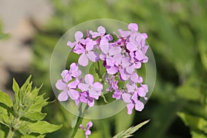 Pink flowers of dame`s rocket plant or night-scented gilliflower Ðesperis matronalis