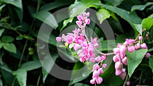 Pink flowers of Daphne mezereum commonly known as February daphne mezereon mezereum spurge laurel or spurge olive