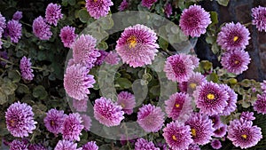 Pink flowers with darkpink shades inside