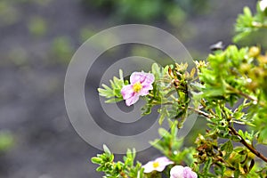 Pink flowers of dasiphora formerly Potentilla after rain