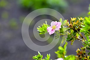 Pink flowers of dasiphora formerly Potentilla after rain