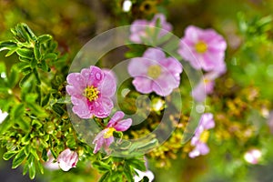 Pink flowers of dasiphora formerly Potentilla after rain