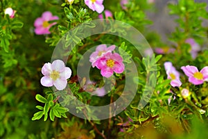 Pink flowers of dasiphora formerly Potentilla after rain