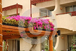 Pink flowers decorating wooden pergola roof. Landscape home design