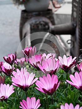 Pink flowers and a decorative outdoor fountain in Samnaun