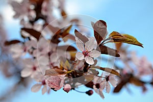 pink flowers of decorative plum blossom tree close up