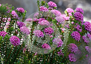 Pink flowers of the Deep Dream cultivar of the Australian native Rose Banjine rice flower, Pimelea rosea, family Thymelaeaceae