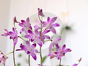 Pink flowers of dendrobium kingianum orchid