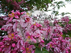 Pink flowers