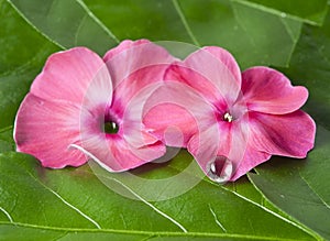 Pink flowers with dew drop
